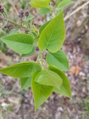 Syringa vulgaris