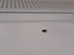 Microtheca ochroloma