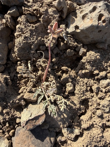 Lomatium watsonii, 2026-06-22