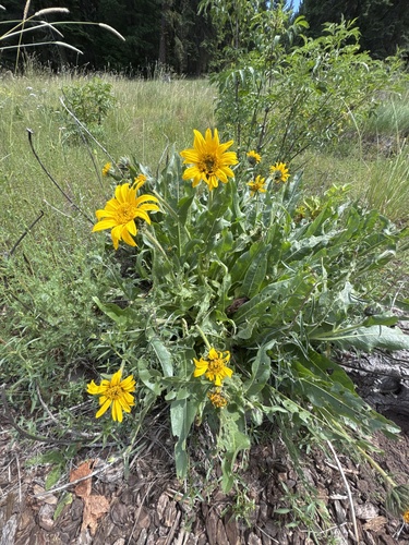 Wyethia angustifolia, photograph 3