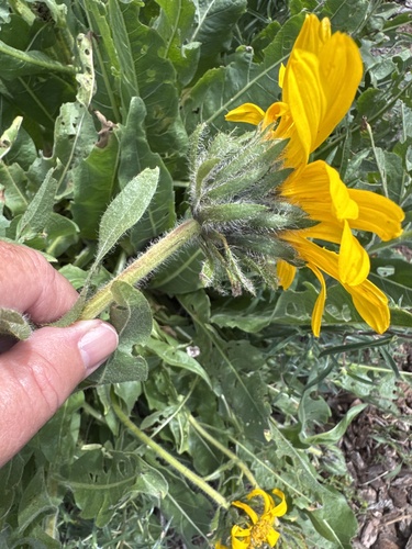 Wyethia angustifolia, photograph 4