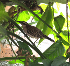 Campylorhynchus rufinucha