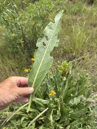 Wyethia angustifolia, photograph 5