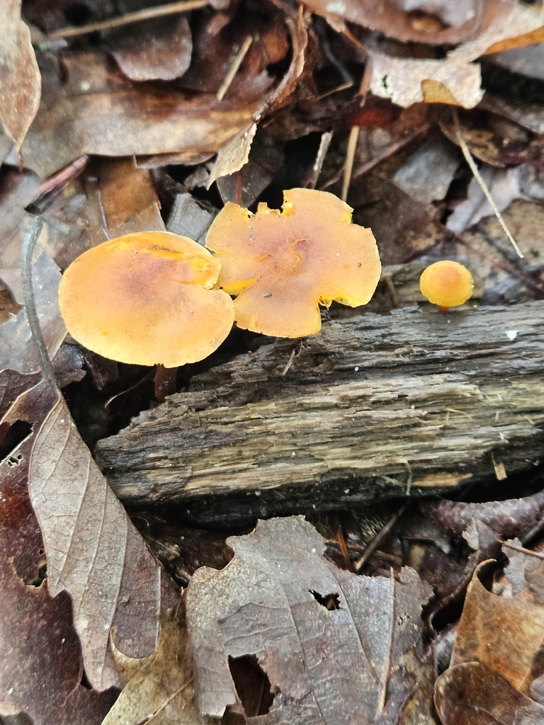 Orange Faint Foot Mushroom · June 2026 · photo: Photo: no rights reserved · iNaturalist