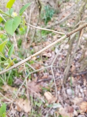 Syringa vulgaris