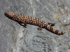 Heloderma suspectum suspectum