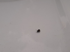 Microtheca ochroloma