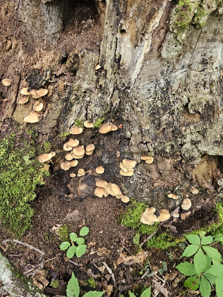 Hohenbuehelia angustata