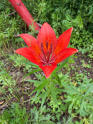 Siberian Lily