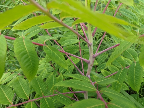 smooth sumac