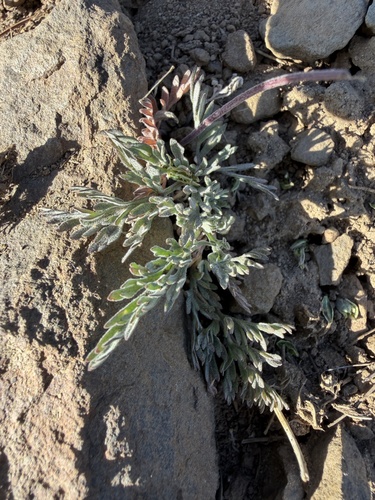 Lomatium watsonii, 2026-06-22