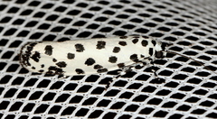 Ethmia clytodoxa