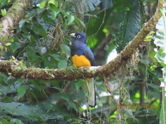Trogon