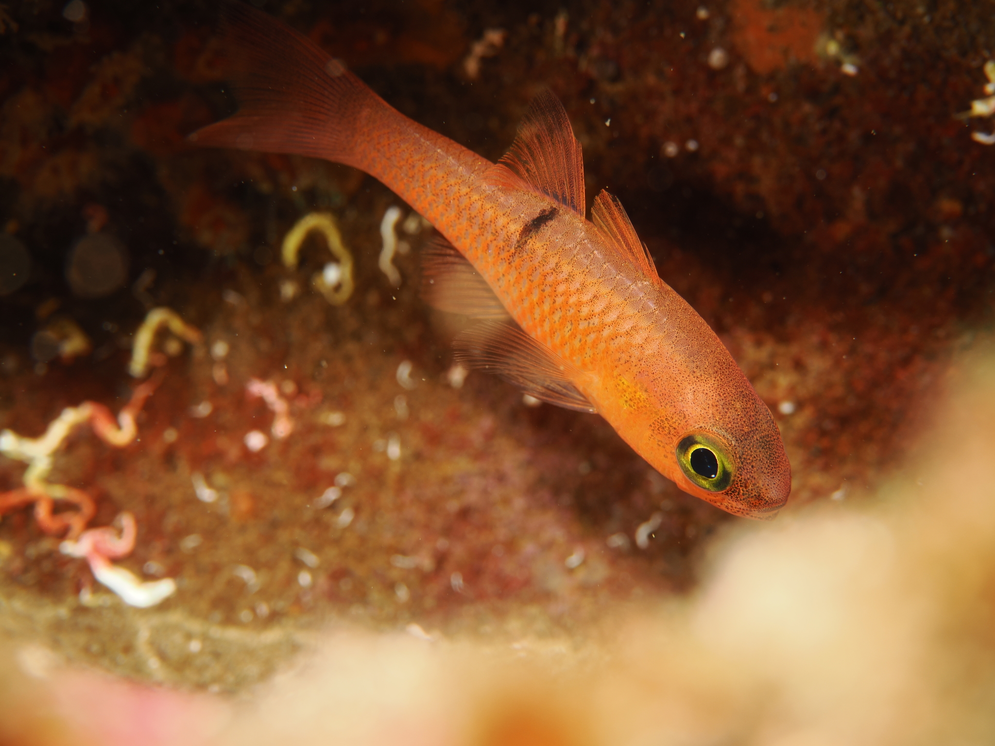 Pink Cardinalfish photo 8