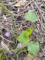 Viola sororia