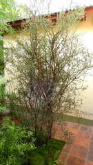 Condalia microphylla