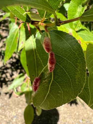 iNaturalist observation photo of Bead-like Cottonwood Gall aphid