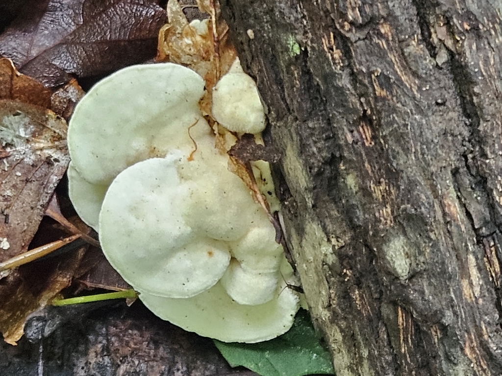 Lumpy Bracket · June 2026 · photo: Photo: no rights reserved · iNaturalist