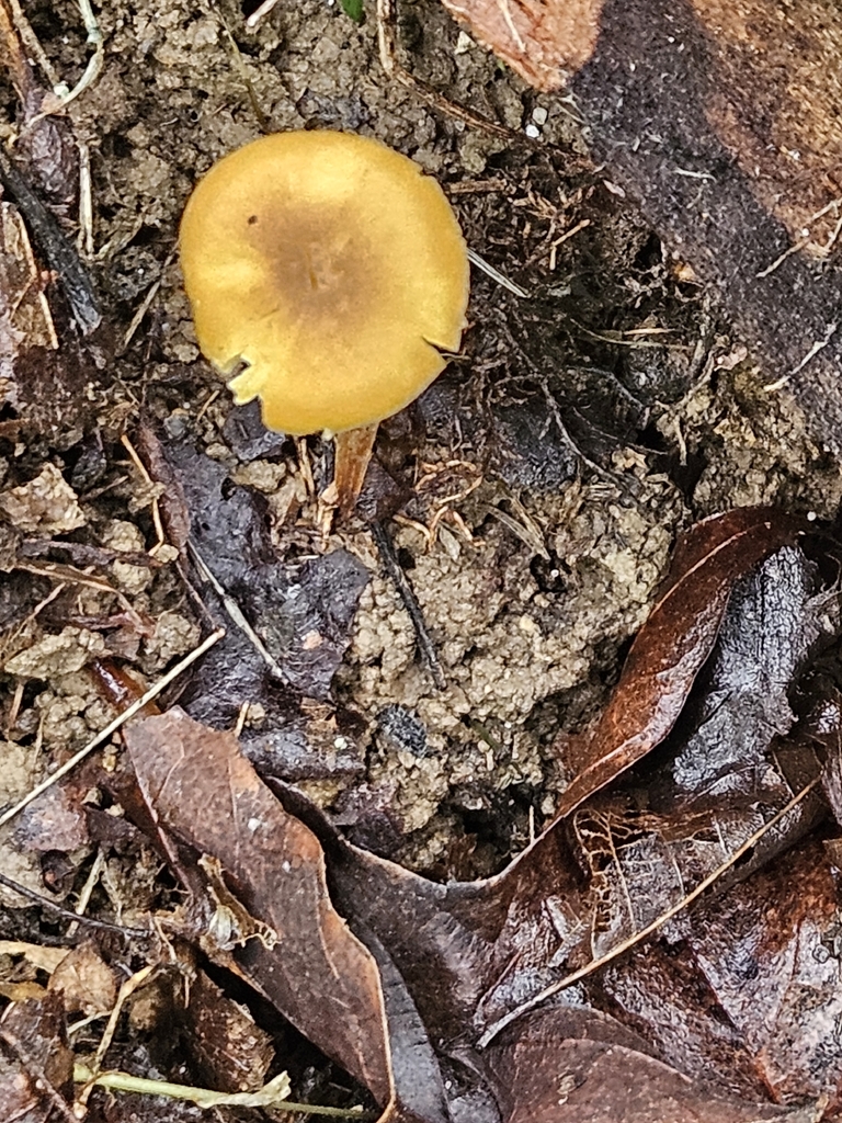Appalachian Chanterelle · June 2026 · photo: Photo: no rights reserved · iNaturalist