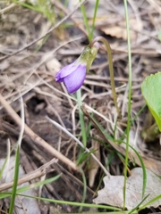 Viola sororia
