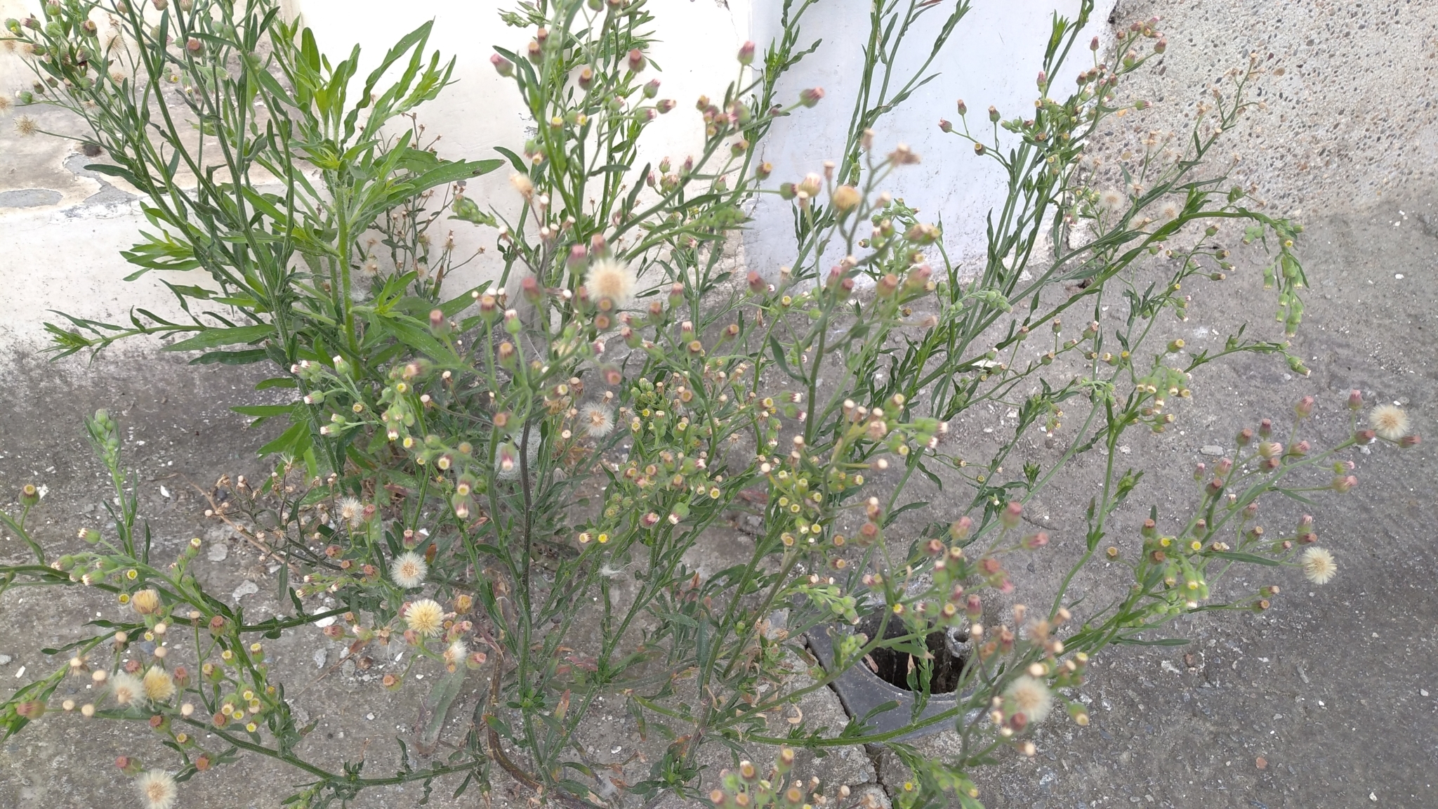 Erigeron bonariensis image