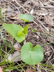 Viola sororia