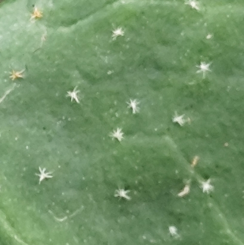 Hedera hibernica, photograph 3