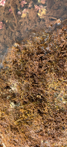 Acanthophora spicifera observed 2026-06-04