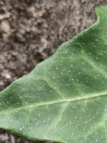 Hedera hibernica, photograph 5