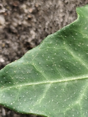 Hedera hibernica, photograph (c) Vasco Henrique Oliveira Fonseca, some rights reserved (CC BY)