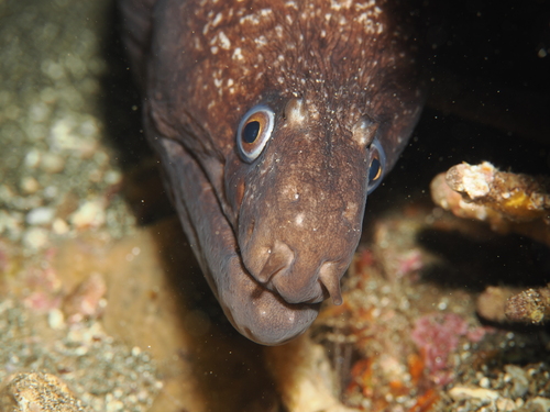 Hourglass moray (Muraena clepsydra) — Muraenidae — 2