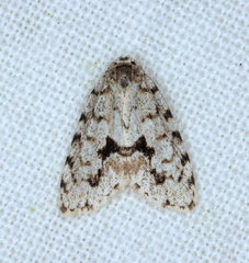 Thallarcha macilenta