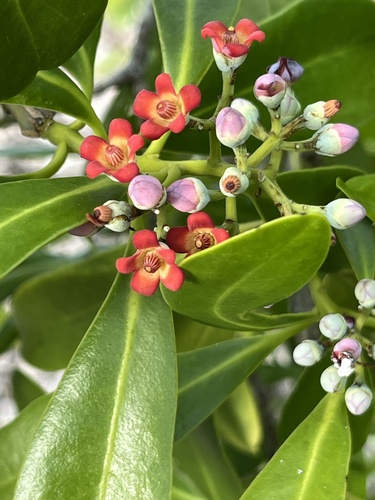 Canella winterana observed 2026-06-23