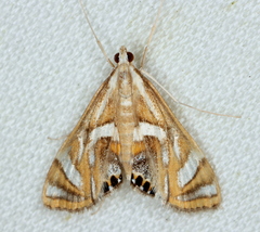 Margarosticha euprepialis