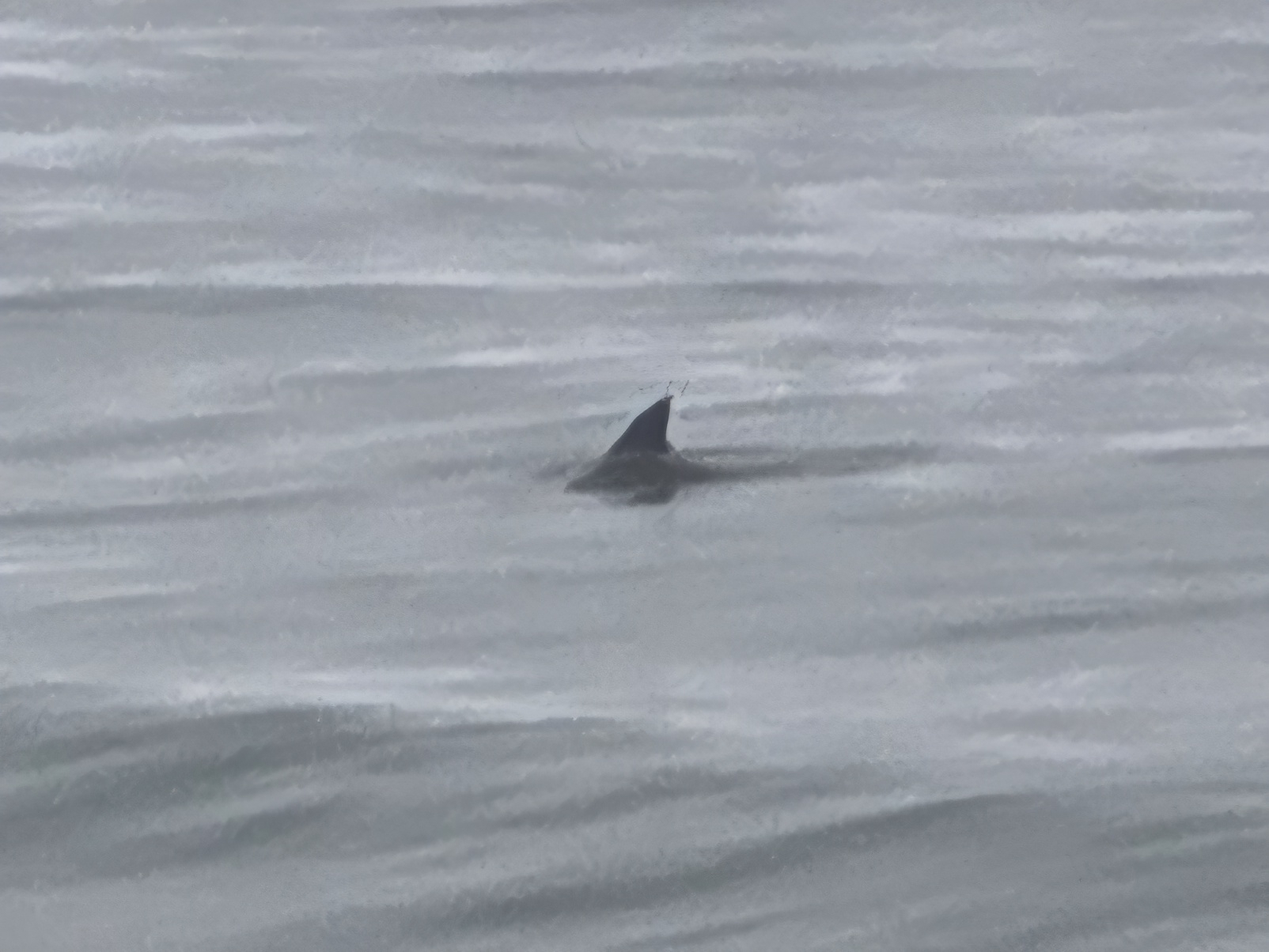 Tursiops erebennus