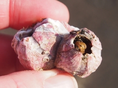 Megabalanus coccopoma