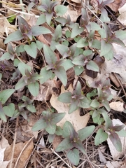 Monarda fistulosa