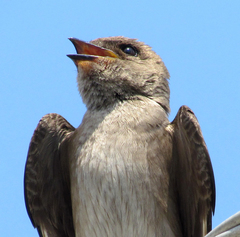 Stelgidopteryx serripennis