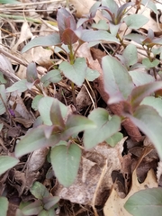 Monarda fistulosa