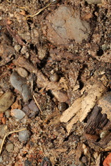 Armadillidium album