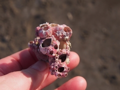 Megabalanus coccopoma