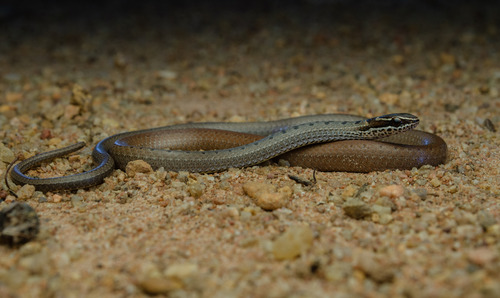 Spotted Ground-snake