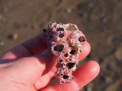 Megabalanus coccopoma