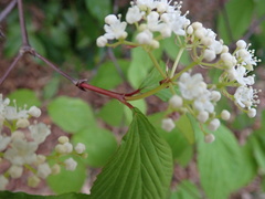Viburnum wrightii