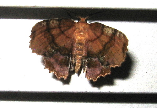 Scallop Moth Settler s Cabin County Park Biotic Assesment 