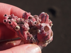 Megabalanus coccopoma