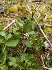 Cardamine diphylla