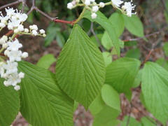 Viburnum wrightii