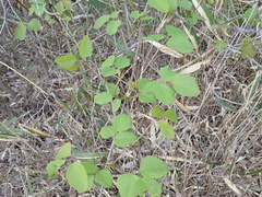 Akebia trifoliata