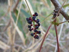 Akebia trifoliata